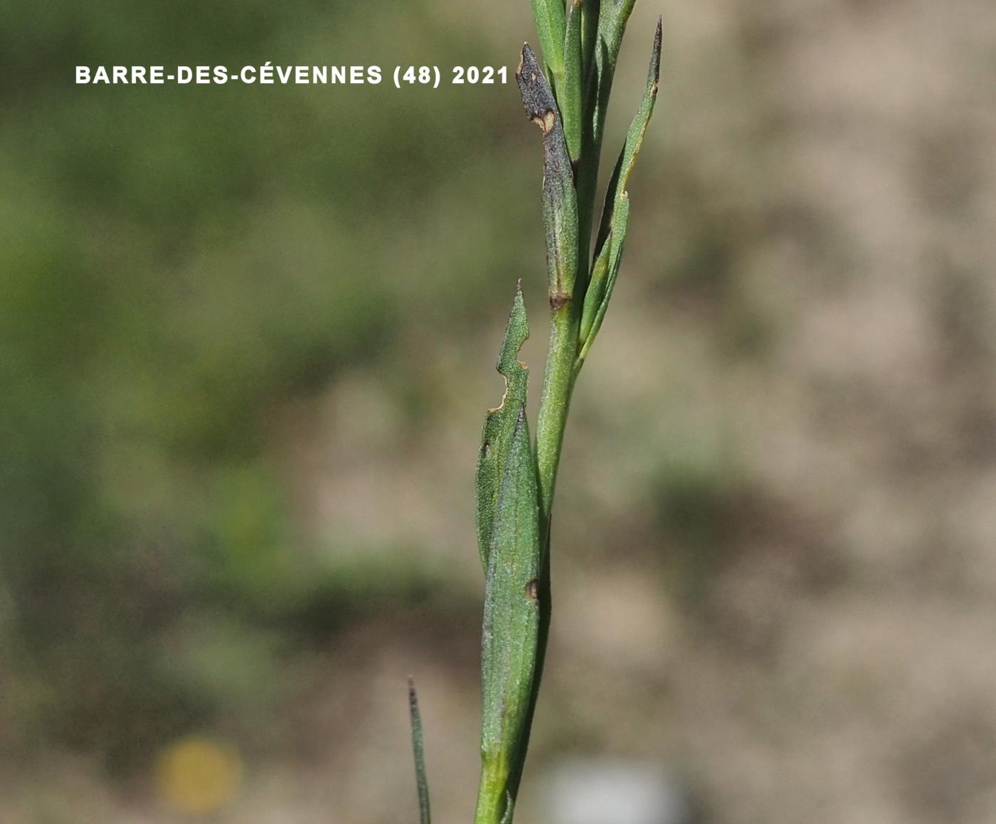 Flax, Pale leaf